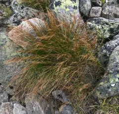 highland rush thumbnail 1