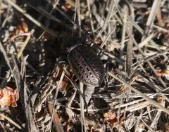 Calosoma moniliatum thumbnail 2
