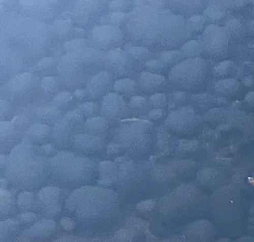 Mare's Eggs