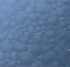 Mare's Eggs thumbnail 1