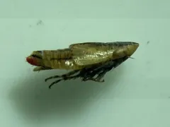 Red-Tailed Leafhopper thumbnail 2