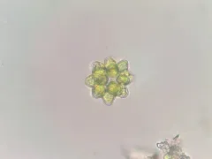 Coelastrum astroideum thumbnail 4