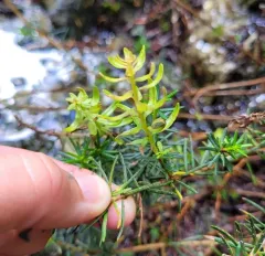Exobasidium phyllodoces thumbnail 1