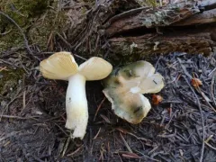 Green Brittlegill thumbnail 2