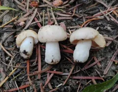 Russula crassotunicata thumbnail 2