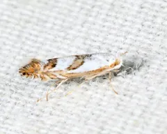 Phyllonorycter hagenii thumbnail 2