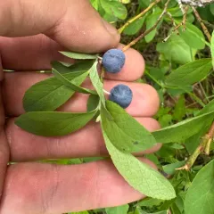 Blue-leaved huckleberry thumbnail 2