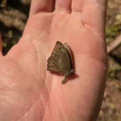 Small Wood-Nymph thumbnail 3