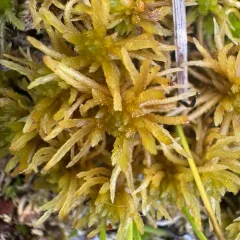Rigid Bog-moss thumbnail 2