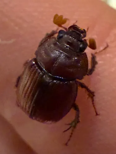 Eucanthus impressus