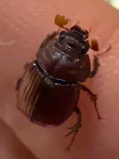 Eucanthus impressus thumbnail 1