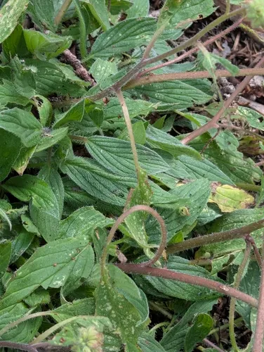 Changeable phacelia