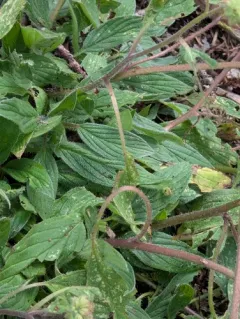Changeable phacelia thumbnail 1