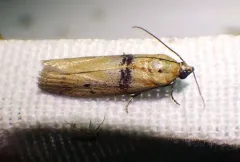 Sciota fernaldi thumbnail 2