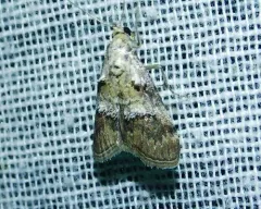 Pococera baptisiella thumbnail 2