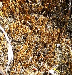 Bolander's bruchia thumbnail 3
