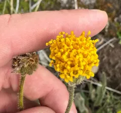 nodding arnica thumbnail 2