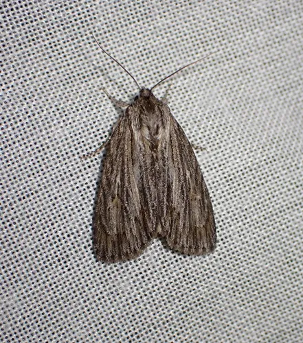 Streaked Dagger