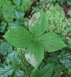 Antispila cornifoliella thumbnail 4