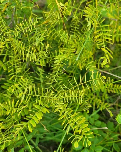 Fragrant Indigobush