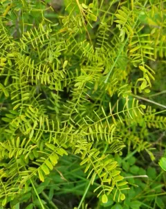 Fragrant Indigobush thumbnail 1