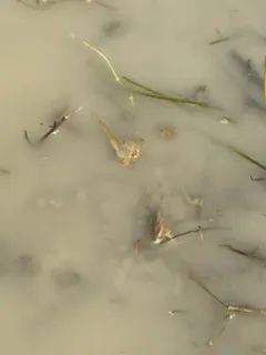 Longtail Tadpole Shrimp thumbnail 2