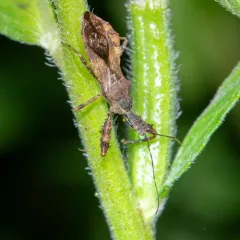 Spiny Assassin Bug thumbnail 1