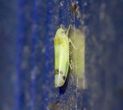 Empoa saffrana