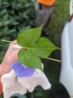 ivy-leaved morning-glory thumbnail 1