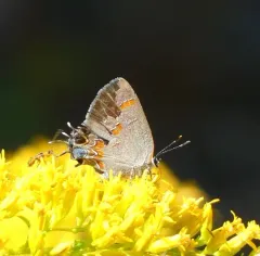 Red-banded Hairstreak thumbnail 2