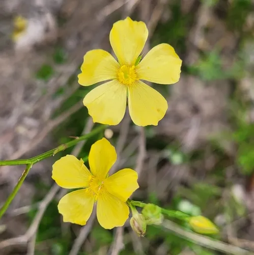 Yellow Flax