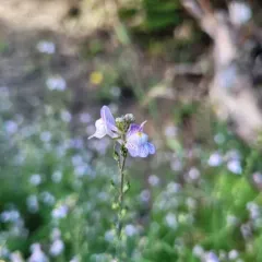 Pale Toadflax thumbnail 1