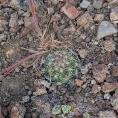 Mountain Ball Cactus thumbnail 2