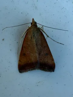 Pyrausta antisocialis thumbnail 2