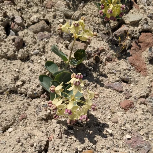 Humboldt Mountains milkweed
