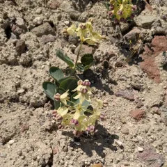 Humboldt Mountains milkweed thumbnail 1