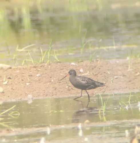 Spotted Redshank