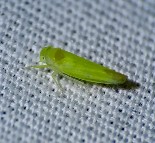 Alebra aurea