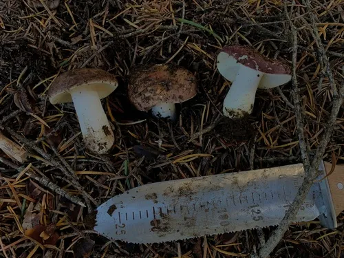 Russula sierrensis