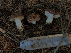 Russula sierrensis thumbnail 1