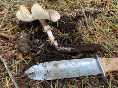 Lepiota fuliginescens thumbnail 2