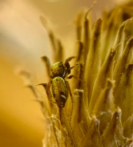 Buttonhook Leafbeetle Jumping Spider