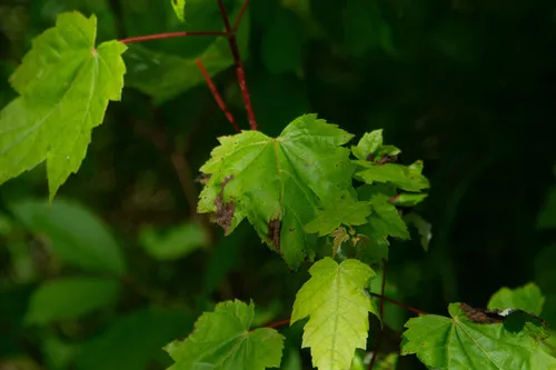 Maple Anthracnose