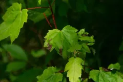 Maple Anthracnose thumbnail 1
