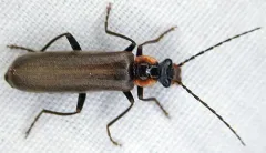 Podabrus diadema thumbnail 3