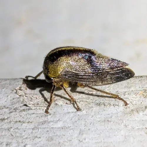 Carynota mera