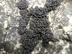 Synalissa ramulosa thumbnail 4