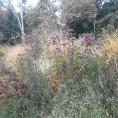 purpletop vervain thumbnail 2