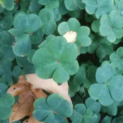 Oregon woodsorrel thumbnail 4