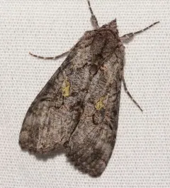 Spruce False Looper Moth thumbnail 2